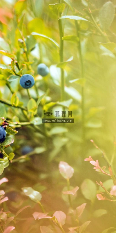 【11795】植物壁纸  4K 超清壁纸5120_3200@青蛙壁纸-笨猫小站