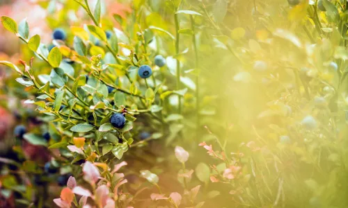 【11795】植物壁纸  4K 超清壁纸5120_3200@青蛙壁纸-笨猫小站