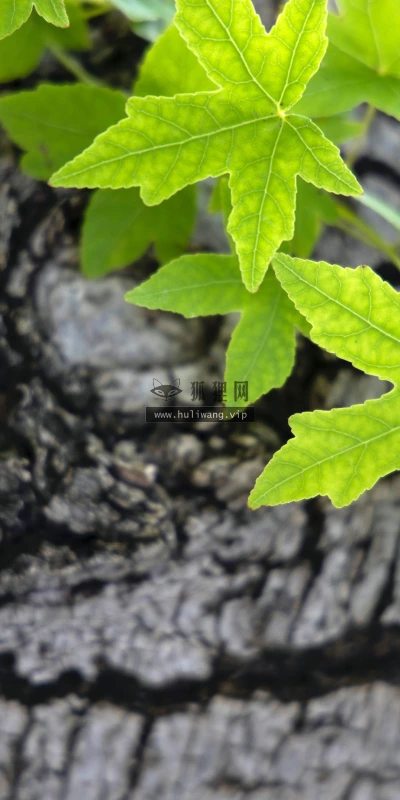 【11796】植物壁纸  4K 超清壁纸5120_3200@青蛙壁纸-笨猫小站