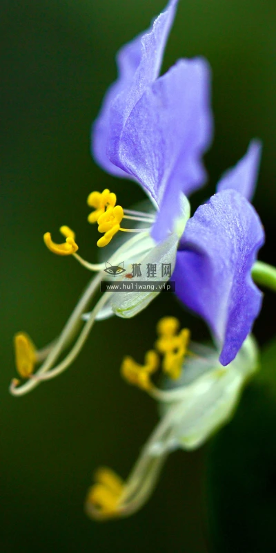 【11797】植物壁纸  4K 超清壁纸5120_3200@青蛙壁纸-笨猫小站