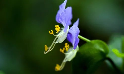 【11797】植物壁纸  4K 超清壁纸5120_3200@青蛙壁纸-笨猫小站