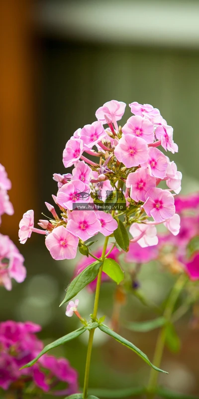 【11798】植物壁纸  4K 超清壁纸5120_3200@青蛙壁纸-笨猫小站