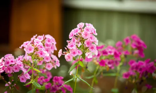 【11798】植物壁纸  4K 超清壁纸5120_3200@青蛙壁纸-笨猫小站