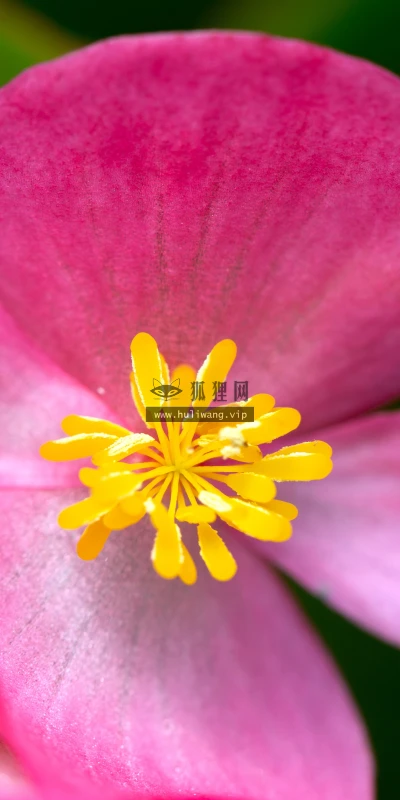 【11799】植物壁纸  4K 超清壁纸5120_3200@青蛙壁纸-笨猫小站