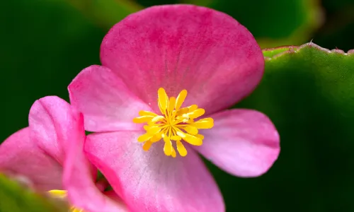 【11799】植物壁纸  4K 超清壁纸5120_3200@青蛙壁纸-笨猫小站