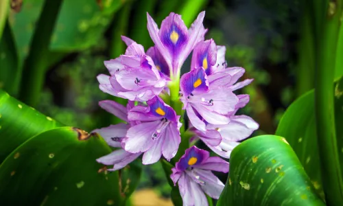 【11800】植物壁纸  4K 超清壁纸5120_3200@青蛙壁纸-笨猫小站