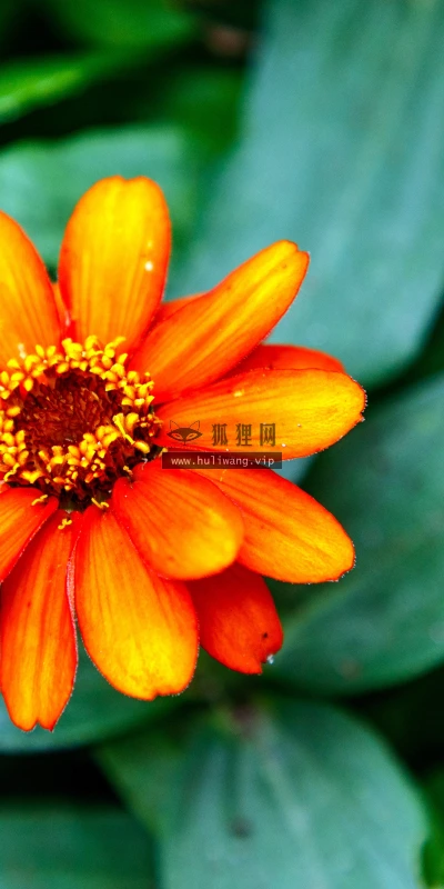 【11802】植物壁纸  4K 超清壁纸5120_3200@青蛙壁纸-笨猫小站