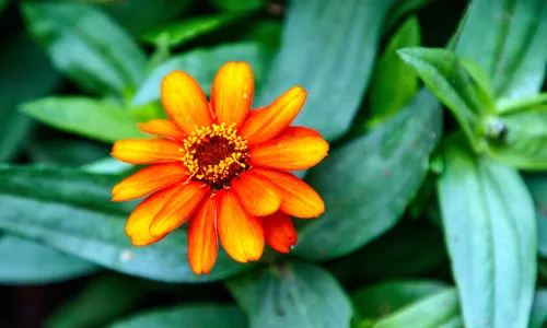 【11802】植物壁纸  4K 超清壁纸5120_3200@青蛙壁纸-笨猫小站