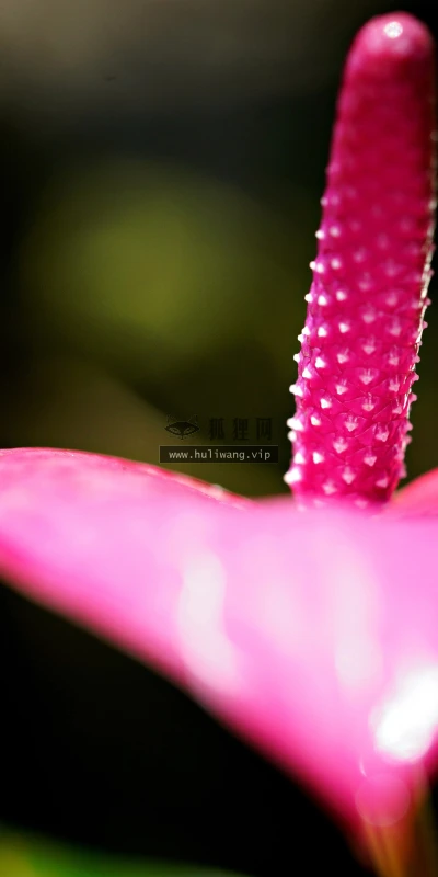 【11803】植物壁纸  4K 超清壁纸5120_3200@青蛙壁纸-笨猫小站