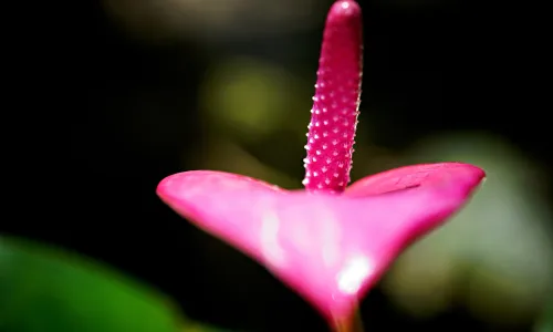 【11803】植物壁纸  4K 超清壁纸5120_3200@青蛙壁纸-笨猫小站