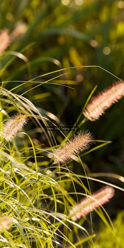 【11804】植物壁纸  4K 超清壁纸5120_3200@青蛙壁纸-笨猫小站