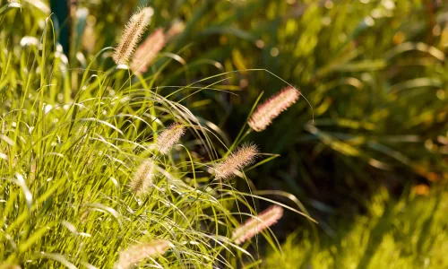 【11804】植物壁纸  4K 超清壁纸5120_3200@青蛙壁纸-笨猫小站