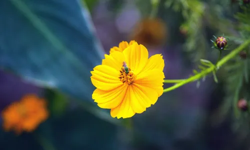 【11805】植物壁纸  4K 超清壁纸5120_3200@青蛙壁纸-笨猫小站