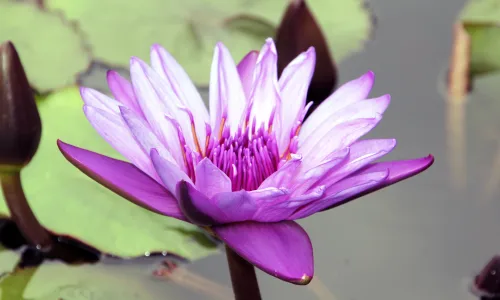 【11806】植物壁纸  4K 超清壁纸5120_3200@青蛙壁纸-笨猫小站