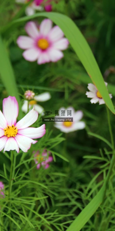 【11807】植物壁纸  4K 超清壁纸5120_3200@青蛙壁纸-笨猫小站