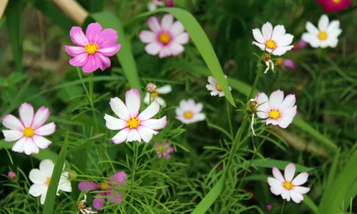 【11807】植物壁纸  4K 超清壁纸5120_3200@青蛙壁纸-笨猫小站