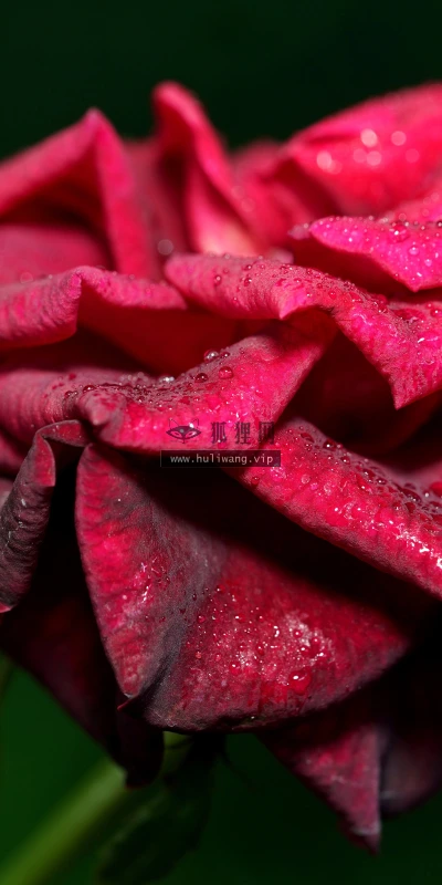 【11808】植物壁纸  4K 超清壁纸5120_3200@青蛙壁纸-笨猫小站