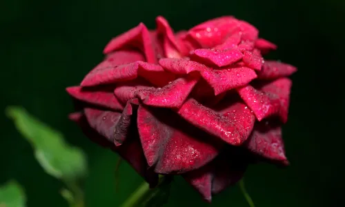 【11808】植物壁纸  4K 超清壁纸5120_3200@青蛙壁纸-笨猫小站