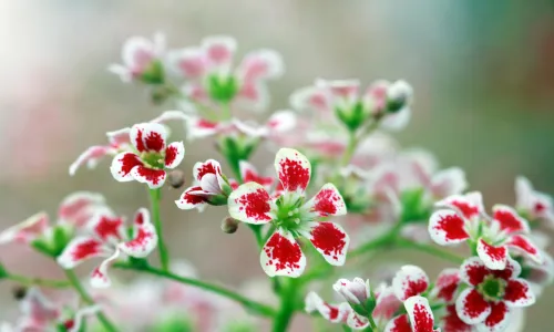 【11809】植物壁纸  4K 超清壁纸5120_3200@青蛙壁纸-笨猫小站