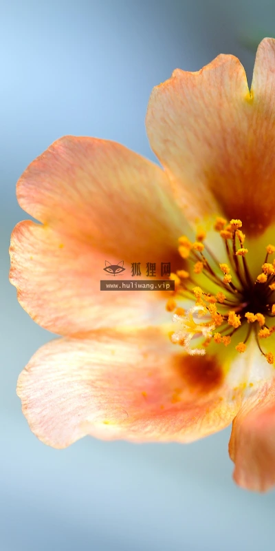 【11811】植物壁纸  4K 超清壁纸3840_2400@青蛙壁纸-笨猫小站