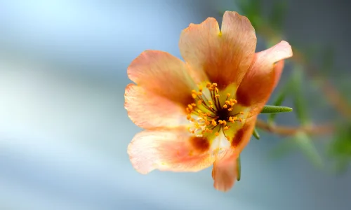 【11811】植物壁纸  4K 超清壁纸3840_2400@青蛙壁纸-笨猫小站