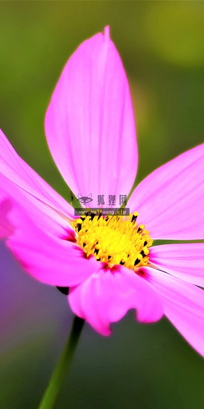 【11812】植物壁纸  4K 超清壁纸3840_2400@青蛙壁纸-笨猫小站