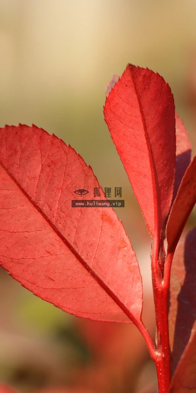 【11813】植物壁纸  4K 超清壁纸3840_2400@青蛙壁纸-笨猫小站