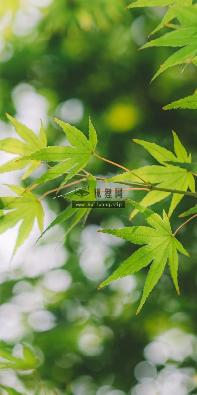 【11815】植物壁纸  4K 超清壁纸3840_2400@青蛙壁纸-笨猫小站