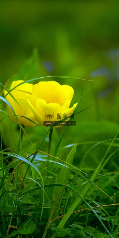 【11816】植物壁纸  4K 超清壁纸3840_2400@青蛙壁纸-笨猫小站