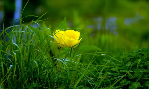 【11816】植物壁纸  4K 超清壁纸3840_2400@青蛙壁纸-笨猫小站