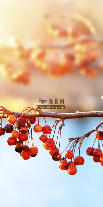 【11818】植物壁纸  4K 超清壁纸3840_2400@青蛙壁纸-笨猫小站