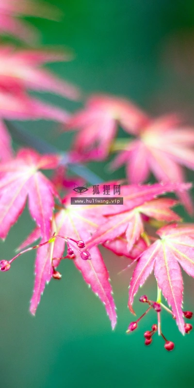 【11819】植物壁纸  4K 超清壁纸3840_2400@青蛙壁纸-笨猫小站