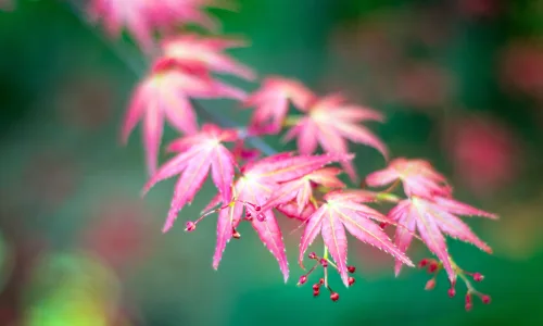 【11819】植物壁纸  4K 超清壁纸3840_2400@青蛙壁纸-笨猫小站