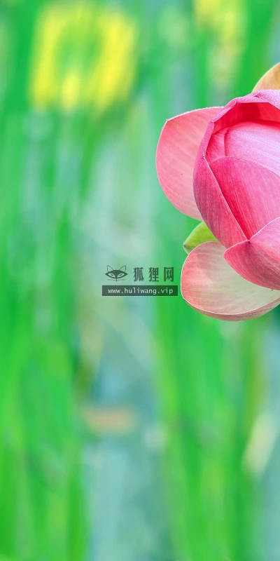 【11820】植物壁纸  4K 超清壁纸3840_2400@青蛙壁纸-笨猫小站