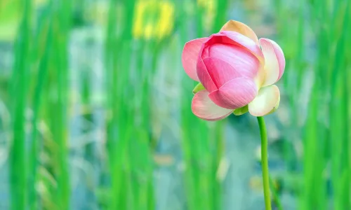 【11820】植物壁纸  4K 超清壁纸3840_2400@青蛙壁纸-笨猫小站
