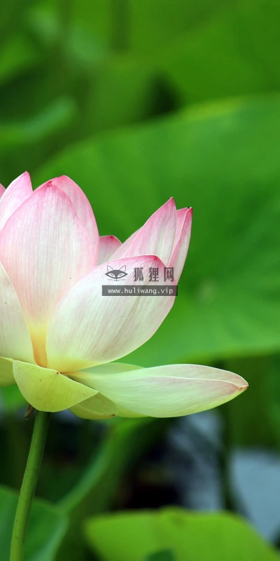 【11821】植物壁纸  4K 超清壁纸3840_2400@青蛙壁纸-笨猫小站