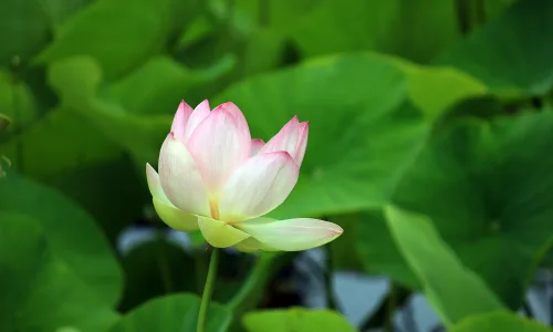 【11821】植物壁纸  4K 超清壁纸3840_2400@青蛙壁纸-笨猫小站