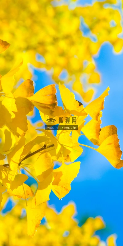 【11822】植物壁纸  4K 超清壁纸3840_2400@青蛙壁纸-笨猫小站