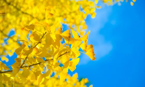 【11822】植物壁纸  4K 超清壁纸3840_2400@青蛙壁纸-笨猫小站