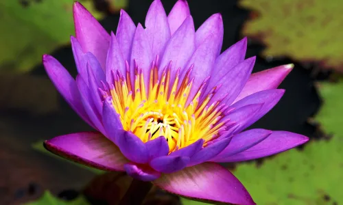 【11823】植物壁纸  4K 超清壁纸3840_2400@青蛙壁纸-笨猫小站