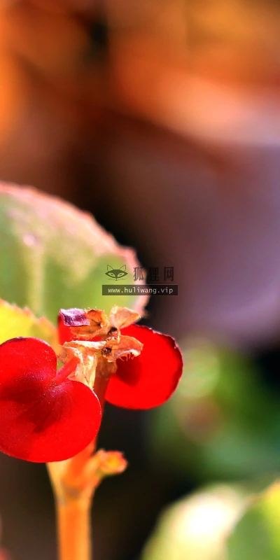 【11824】植物壁纸  4K 超清壁纸3840_2400@青蛙壁纸-笨猫小站