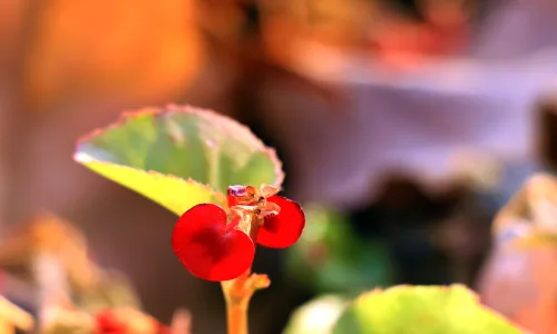【11824】植物壁纸  4K 超清壁纸3840_2400@青蛙壁纸-笨猫小站