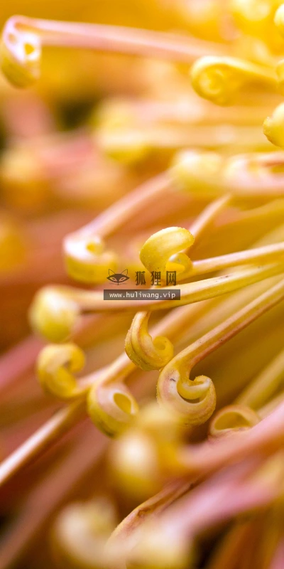 【11825】植物壁纸  4K 超清壁纸3840_2400@青蛙壁纸-笨猫小站