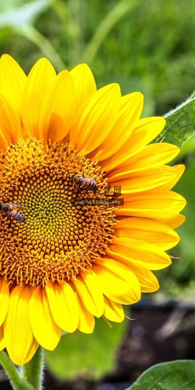 【11826】植物壁纸  4K 超清壁纸3840_2400@青蛙壁纸-笨猫小站