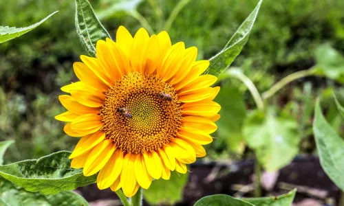 【11826】植物壁纸  4K 超清壁纸3840_2400@青蛙壁纸-笨猫小站
