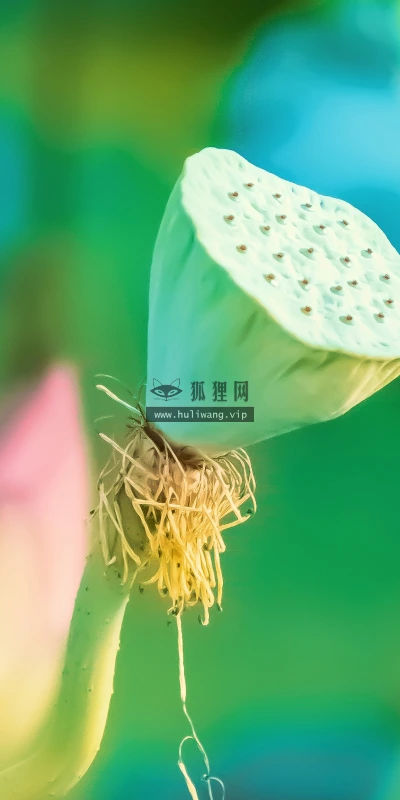 【11827】植物壁纸  4K 超清壁纸3840_2400@青蛙壁纸-笨猫小站