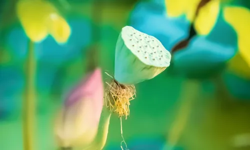 【11827】植物壁纸  4K 超清壁纸3840_2400@青蛙壁纸-笨猫小站