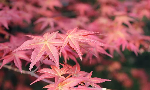 【11829】植物壁纸  4K 超清壁纸3840_2400@青蛙壁纸-笨猫小站
