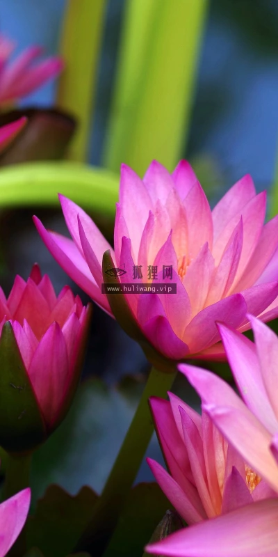 【11830】植物壁纸  4K 超清壁纸3840_2400@青蛙壁纸-笨猫小站