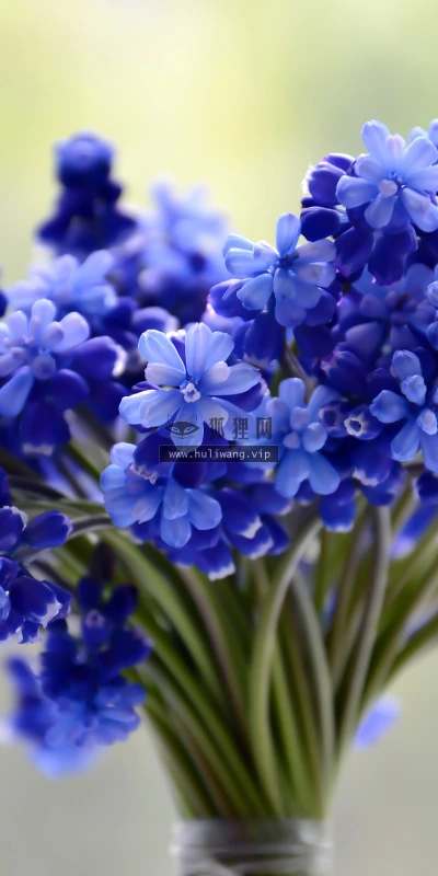 【11832】植物壁纸  4K 超清壁纸3840_2400@青蛙壁纸-笨猫小站